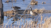 Canada Geese
